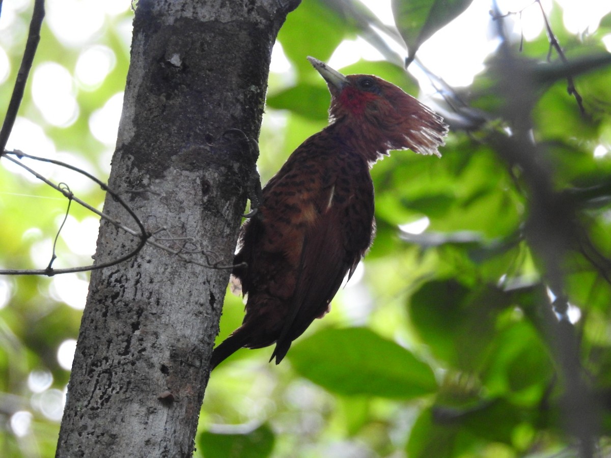 Chestnut-colored Woodpecker - ML473428271