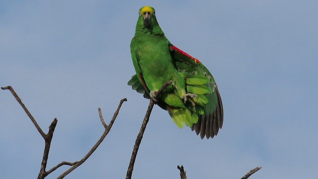 Yellow-crowned Parrot - ML473429051