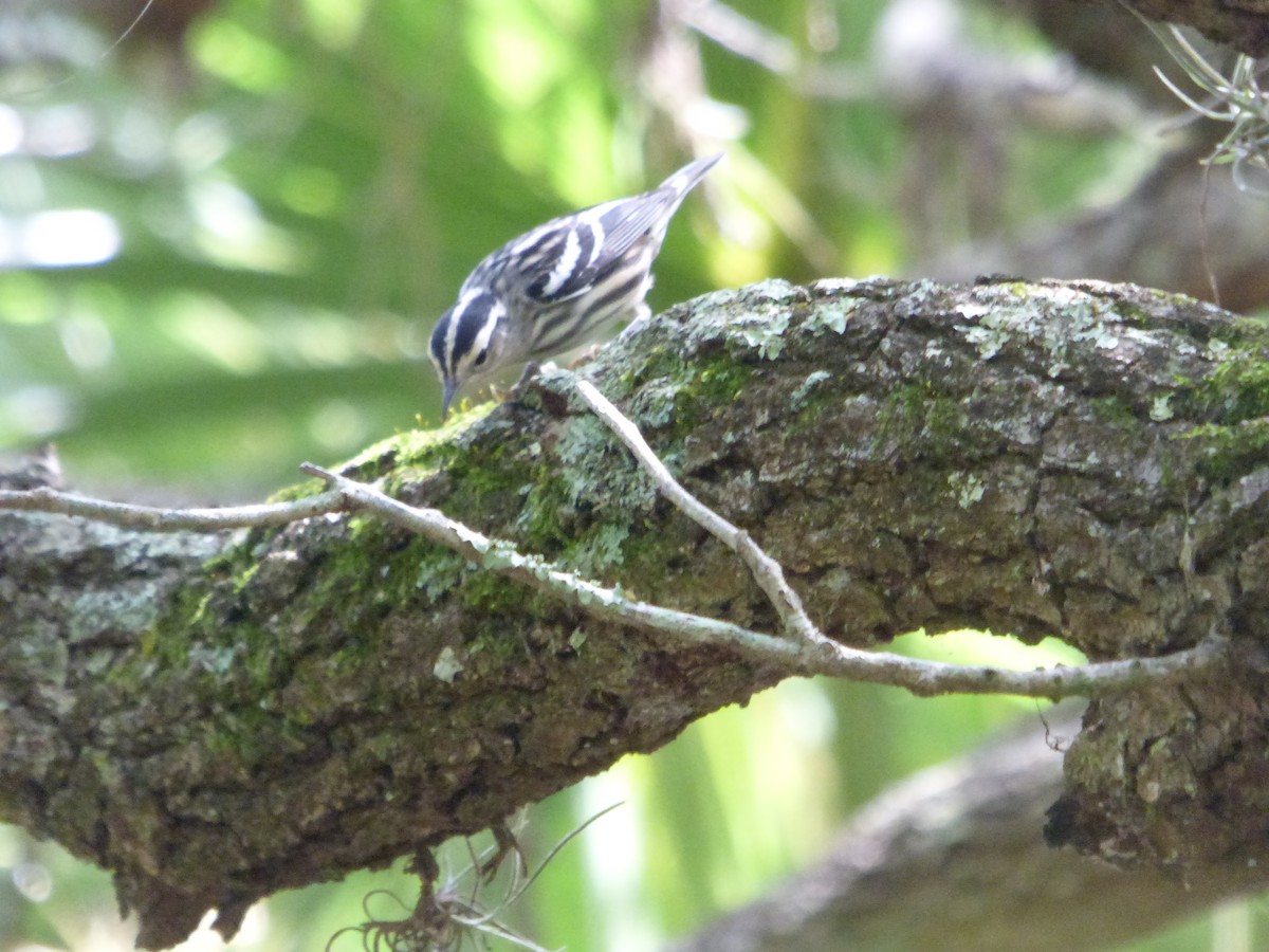 Black-and-white Warbler - ML473430121