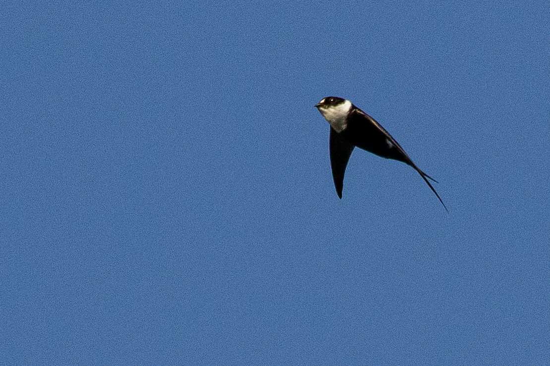 Lesser Swallow-tailed Swift - ML473432721