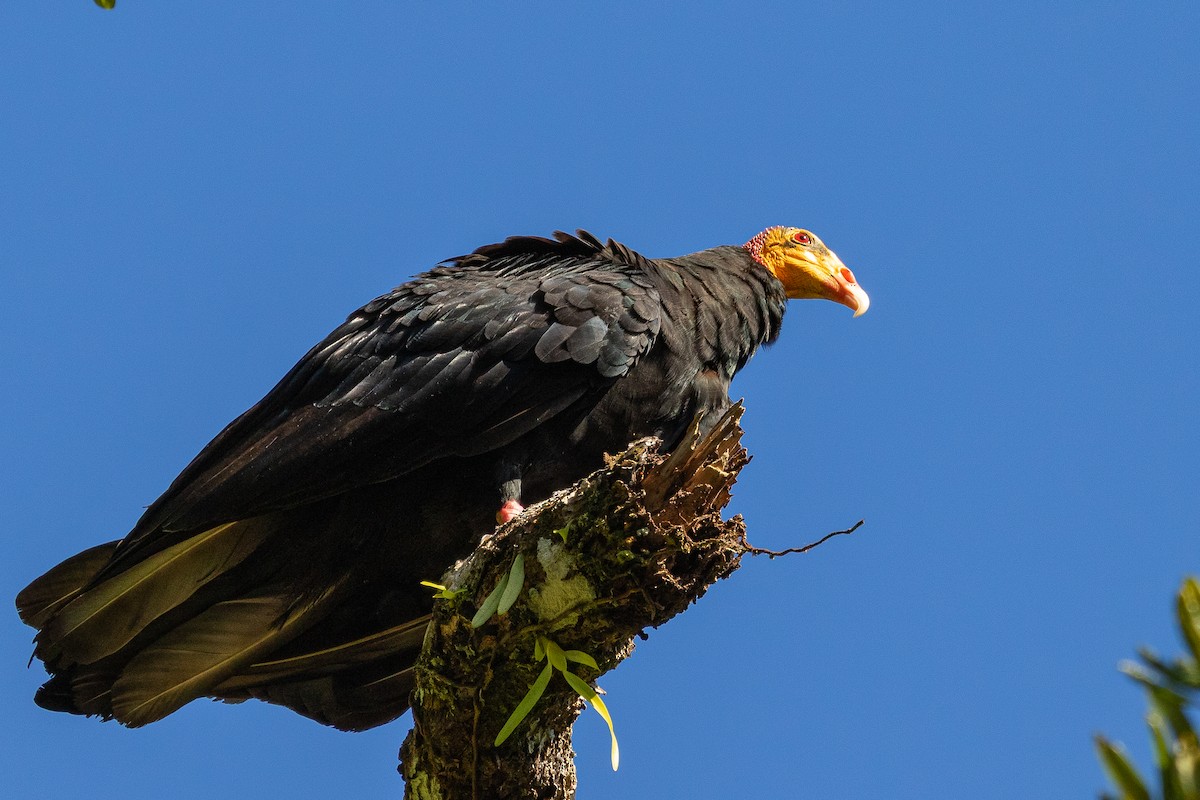 Greater Yellow-headed Vulture - Sergio Porto