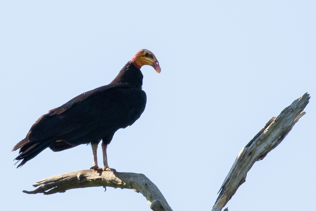 Greater Yellow-headed Vulture - ML473435821