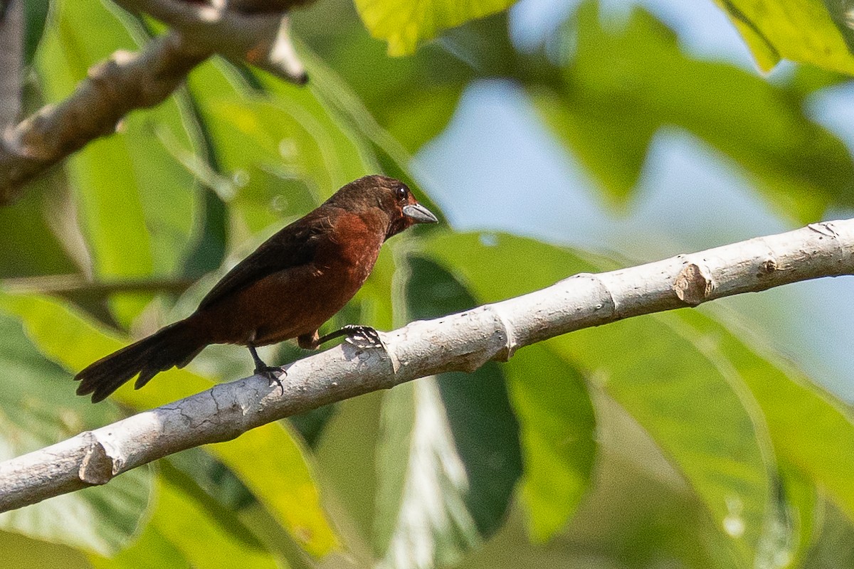 Silver-beaked Tanager - ML473443551