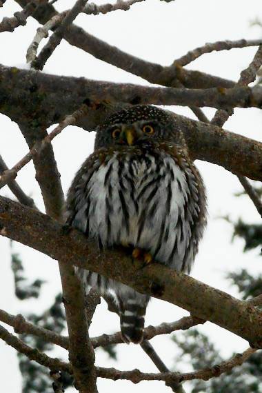 Northern Pygmy-Owl (Rocky Mts.) - ML47344561
