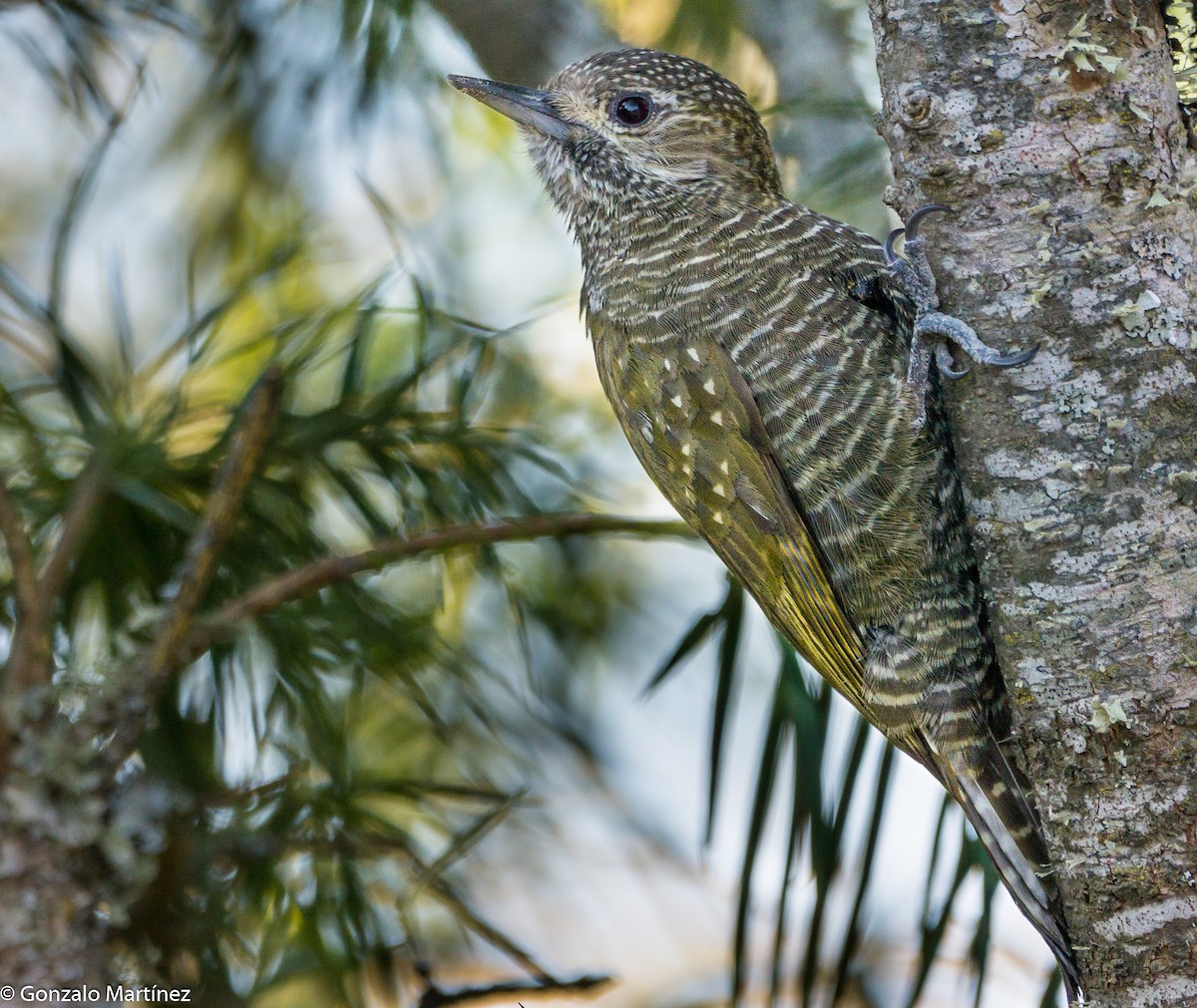 Dot-fronted Woodpecker - ML473446781