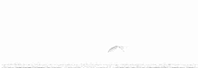 Ak Tepeli Elenya (chilensis) - ML473456241