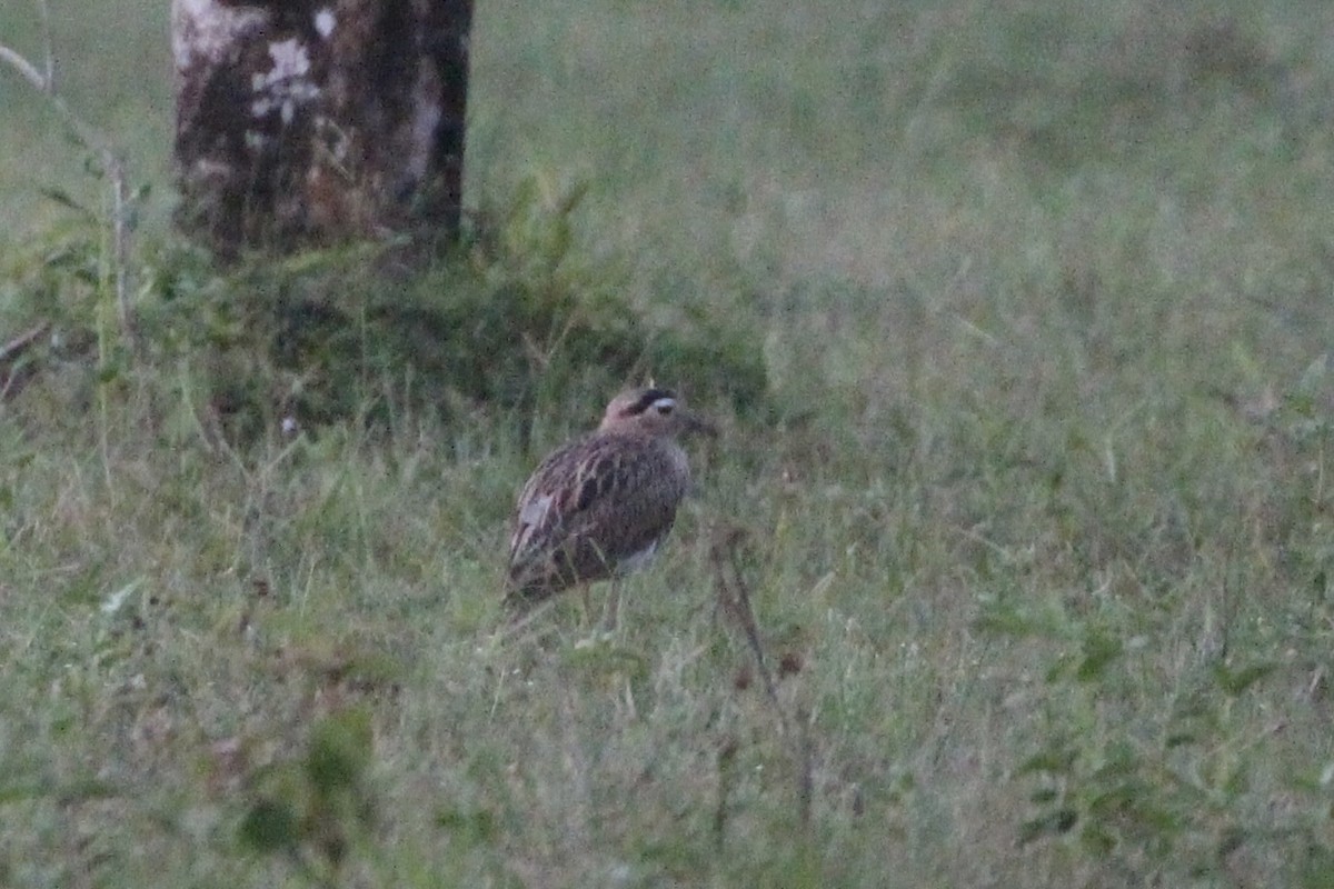 Double-striped Thick-knee - ML473463171