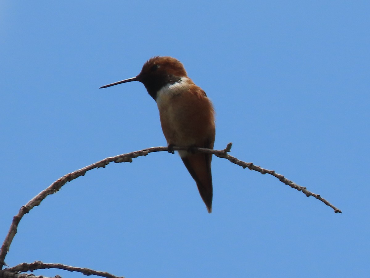 Rufous Hummingbird - Doug Kibbe