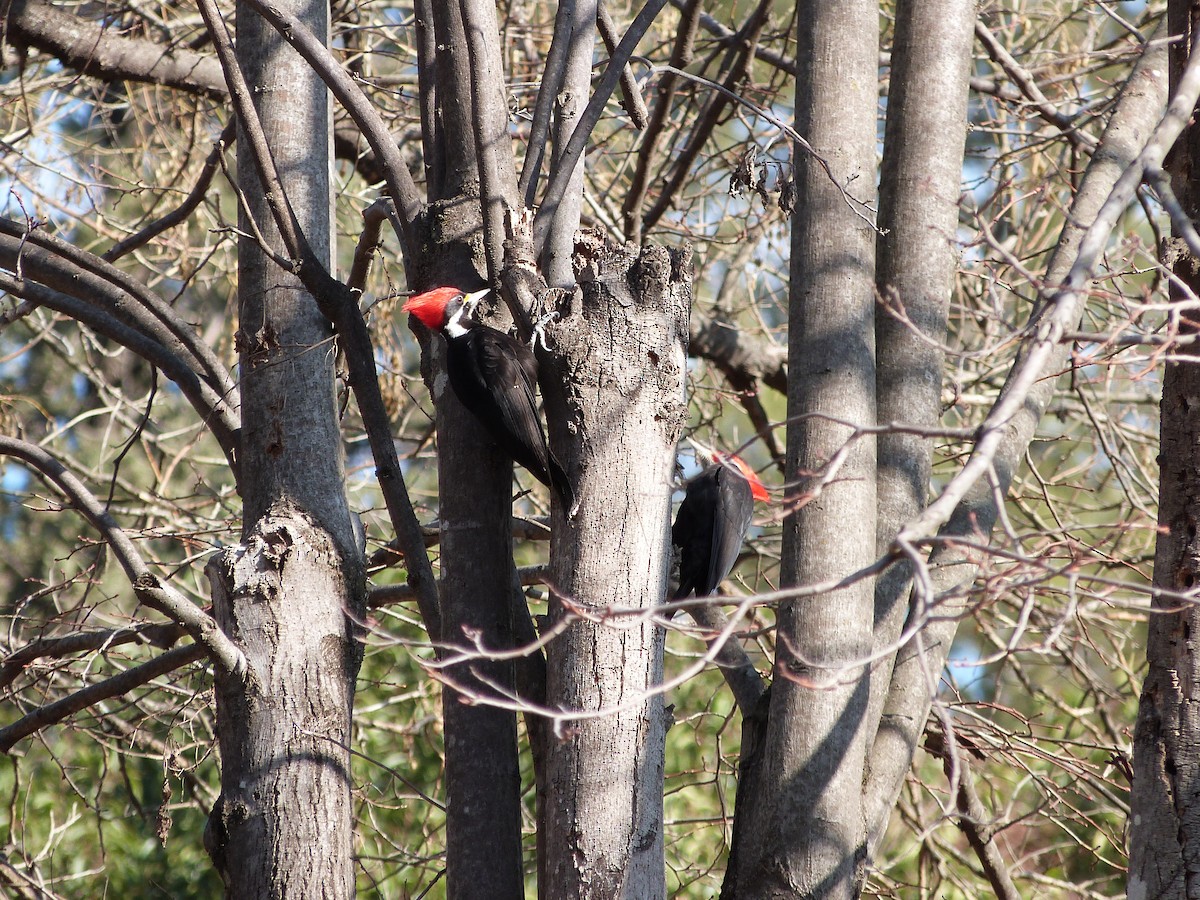 Black-bodied Woodpecker - ML473471341