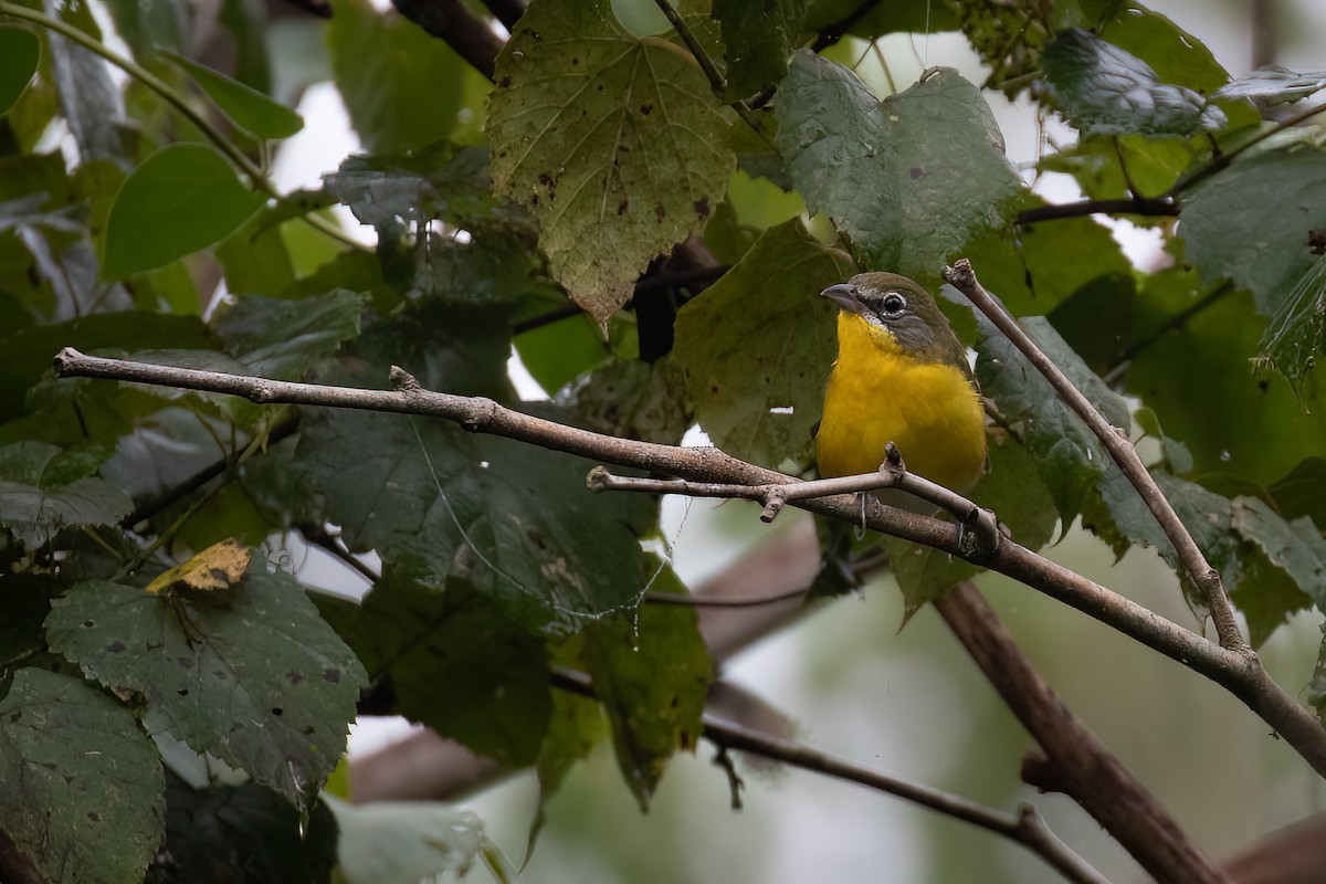 Yellow-breasted Chat - ML473472131