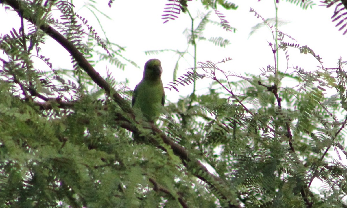 Mexican Parrotlet - ML473472551
