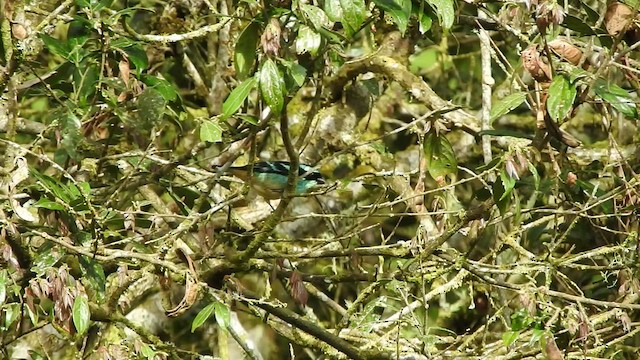 Blue-browed Tanager - ML473482161