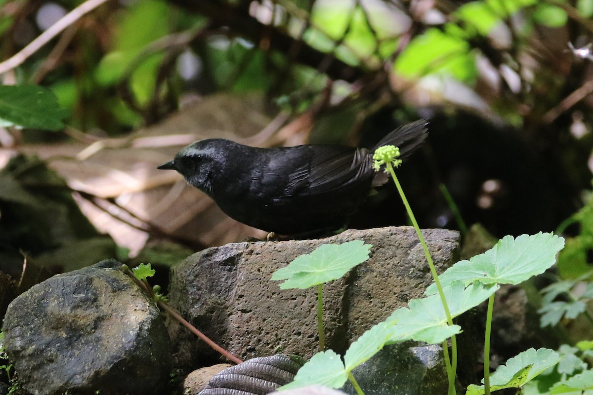 Silvery-fronted Tapaculo - ML473484091