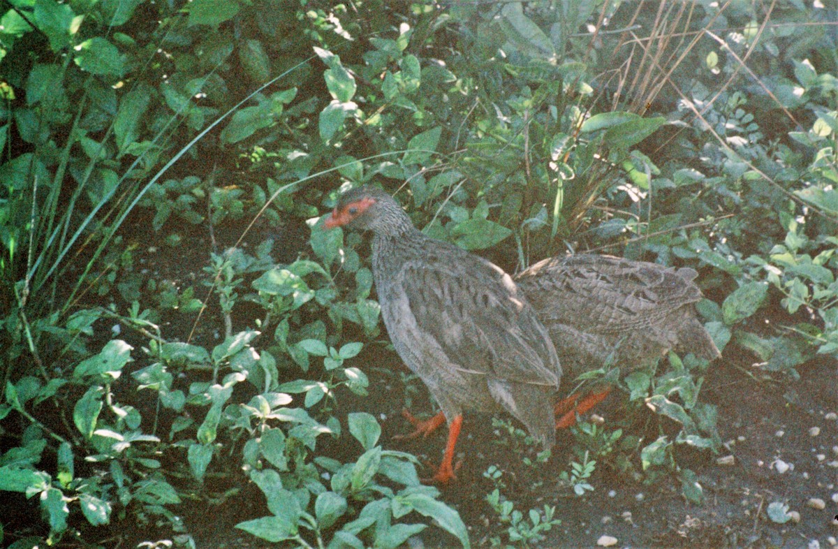 Red-necked Spurfowl - ML473486541