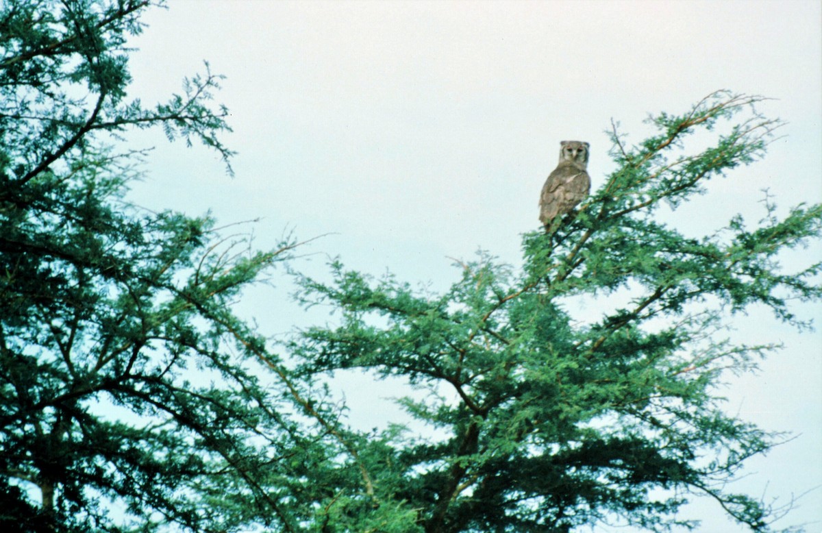 Verreaux's Eagle-Owl - ML473486671