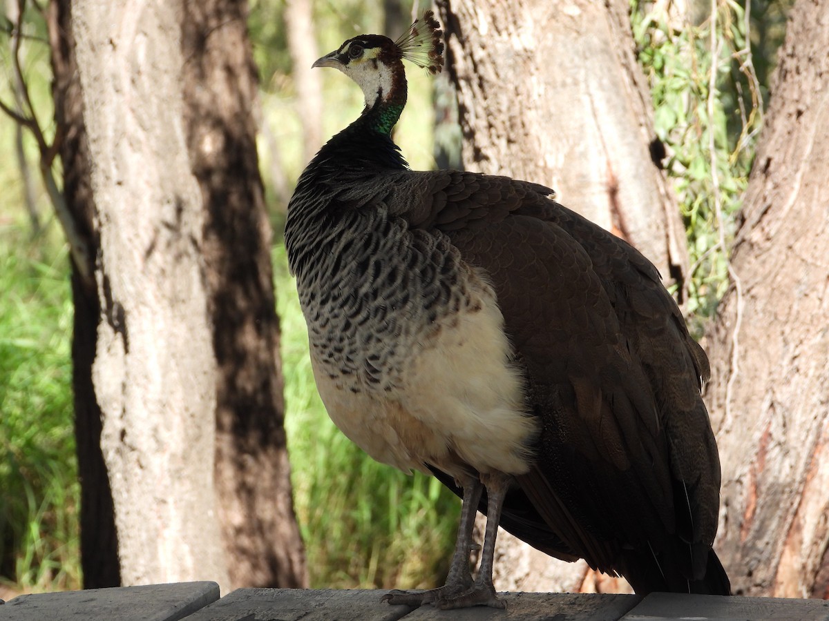 Indian Peafowl (Domestic type) - ML473487361