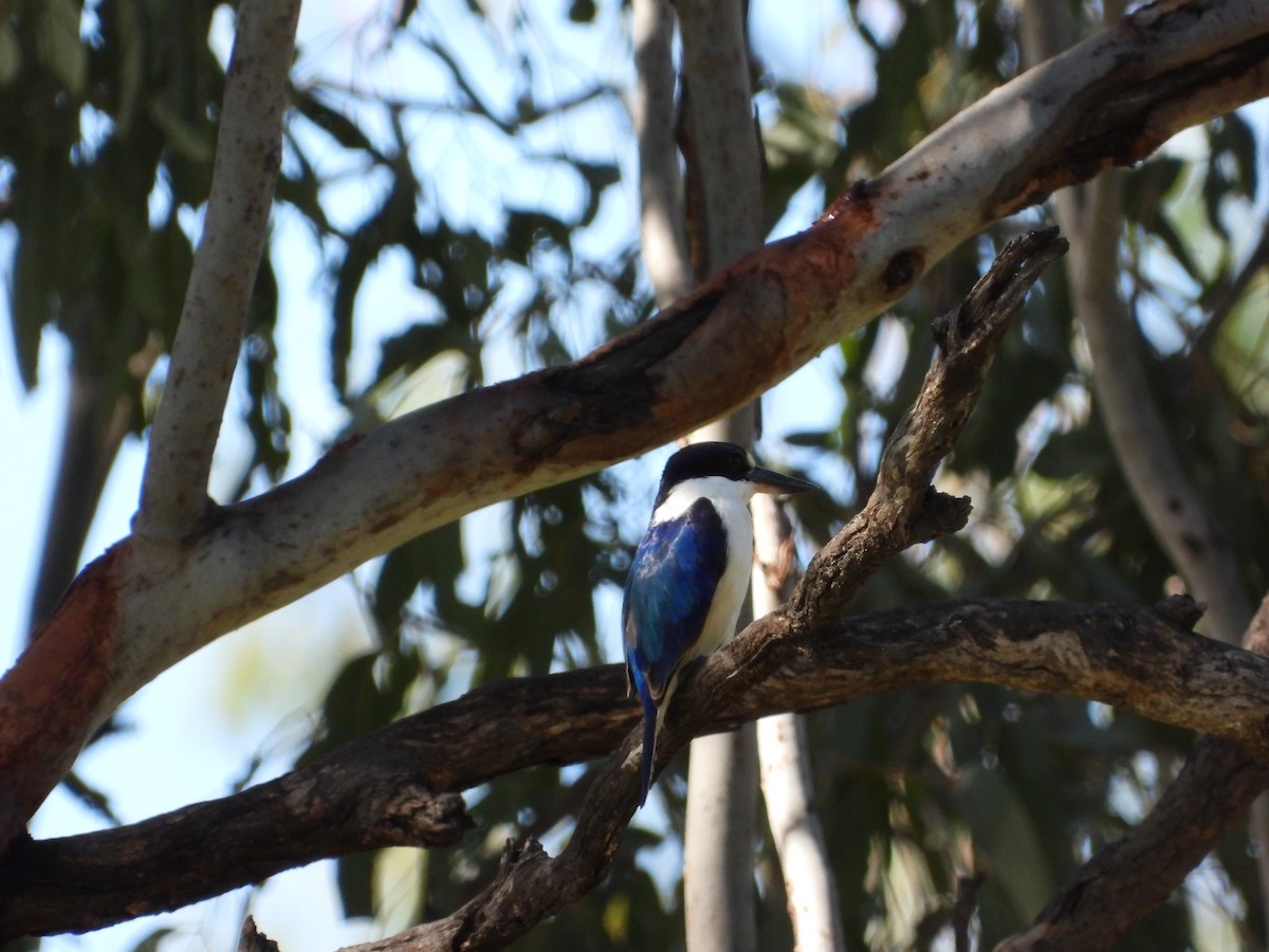 Forest Kingfisher - ML473487551