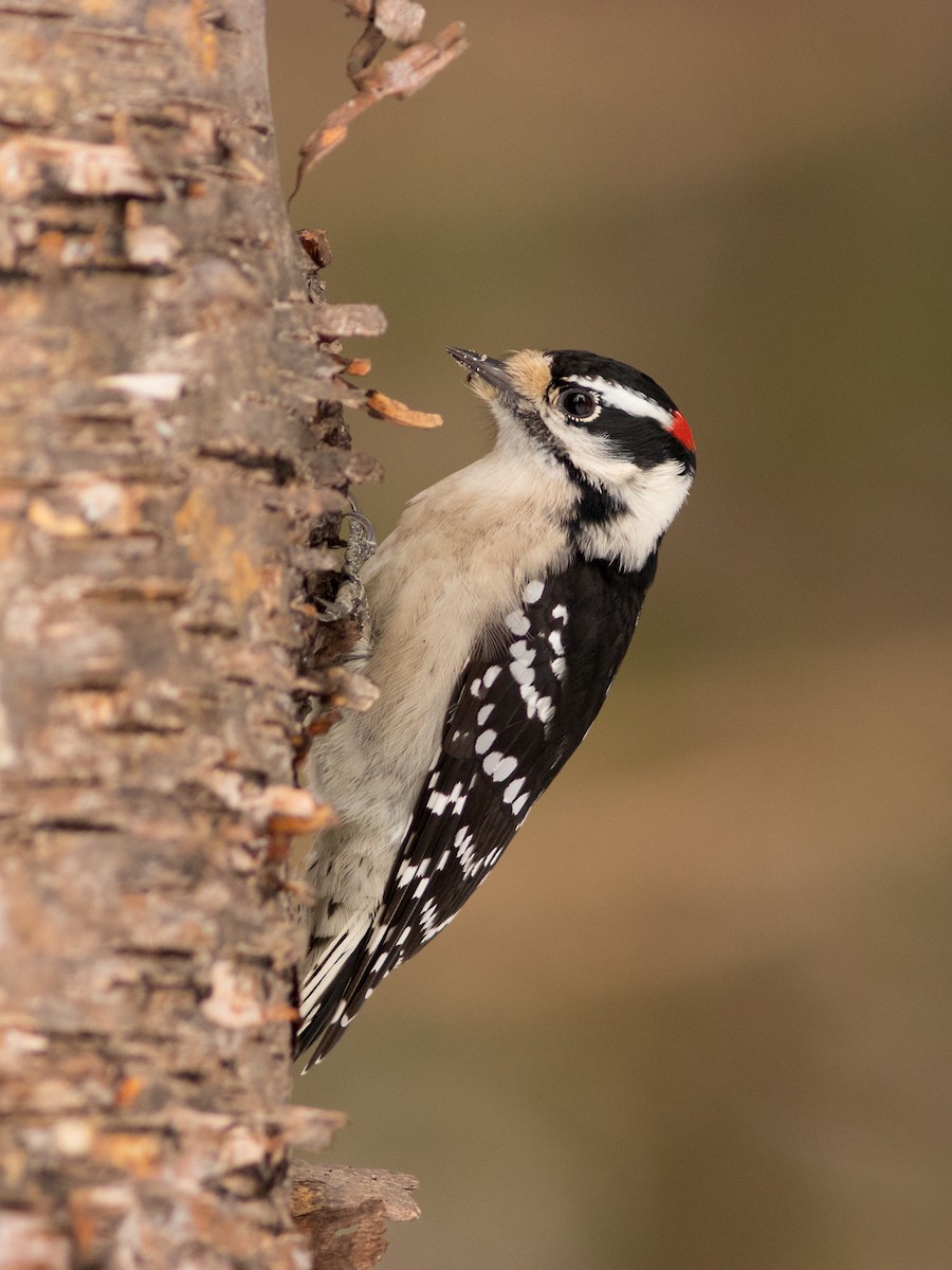 Downy Woodpecker - ML47348761