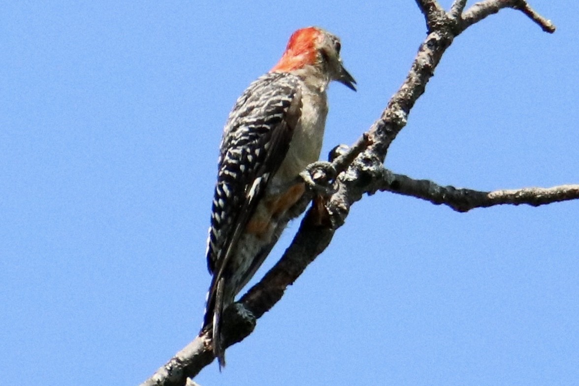Red-bellied Woodpecker - ML473490681