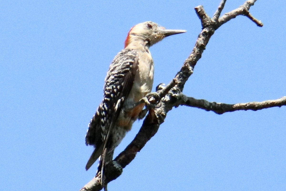 Red-bellied Woodpecker - ML473490691