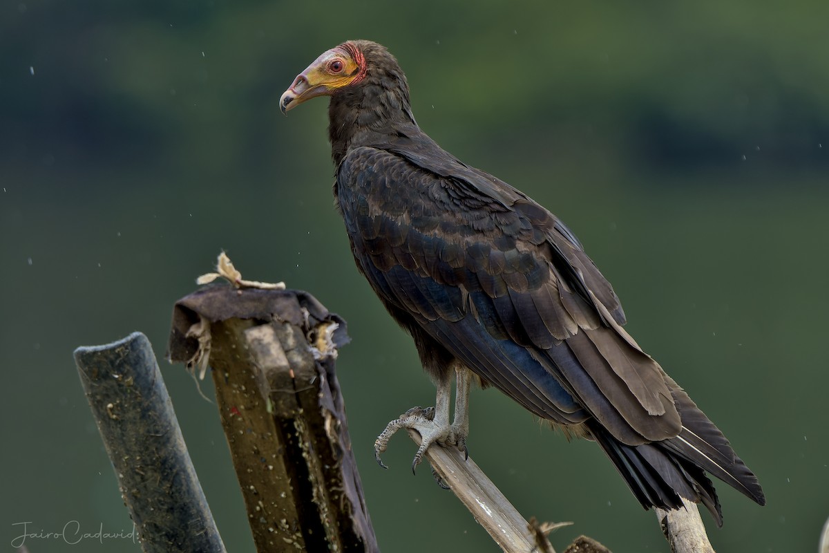 Lesser Yellow-headed Vulture - ML473492411