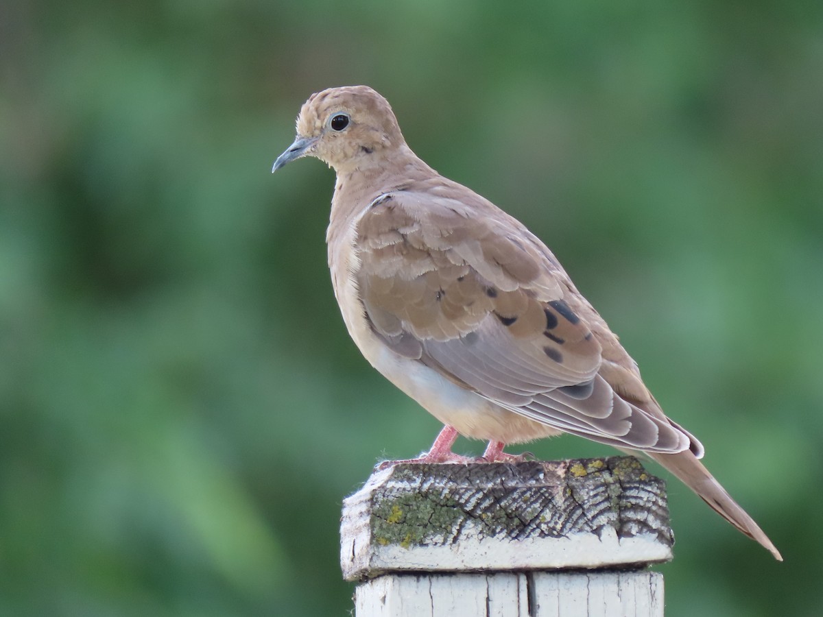 Mourning Dove - Del Nelson