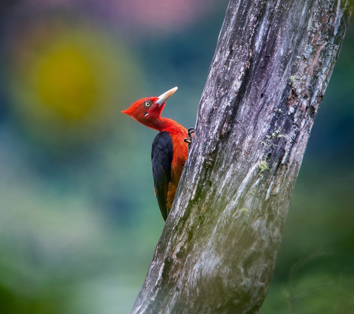 Red-necked Woodpecker - ML473499761
