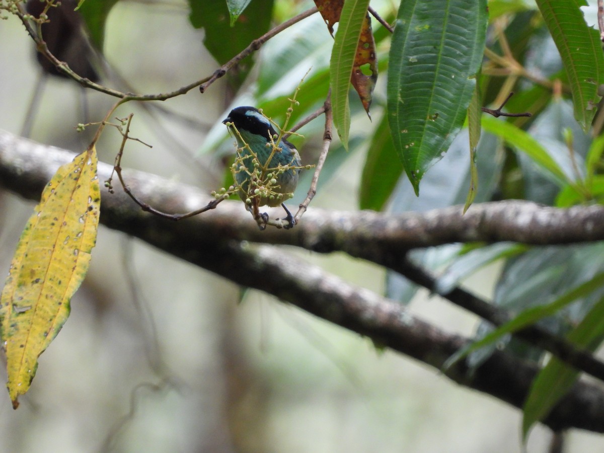 Blue-browed Tanager - ML473499931