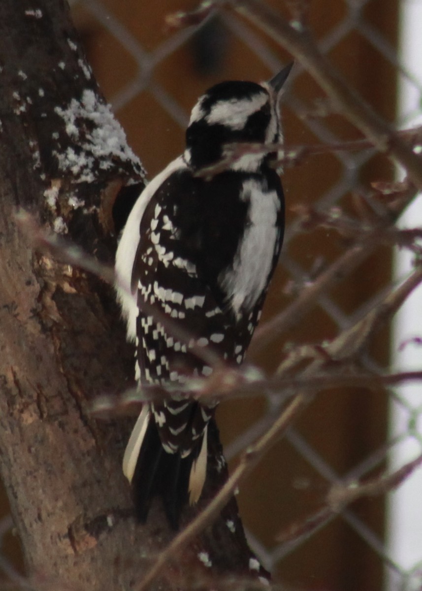 Hairy Woodpecker - ML47350471