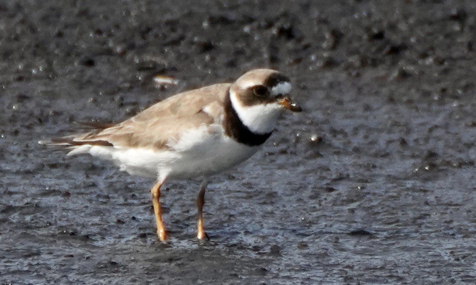Semipalmated Plover - ML473505651