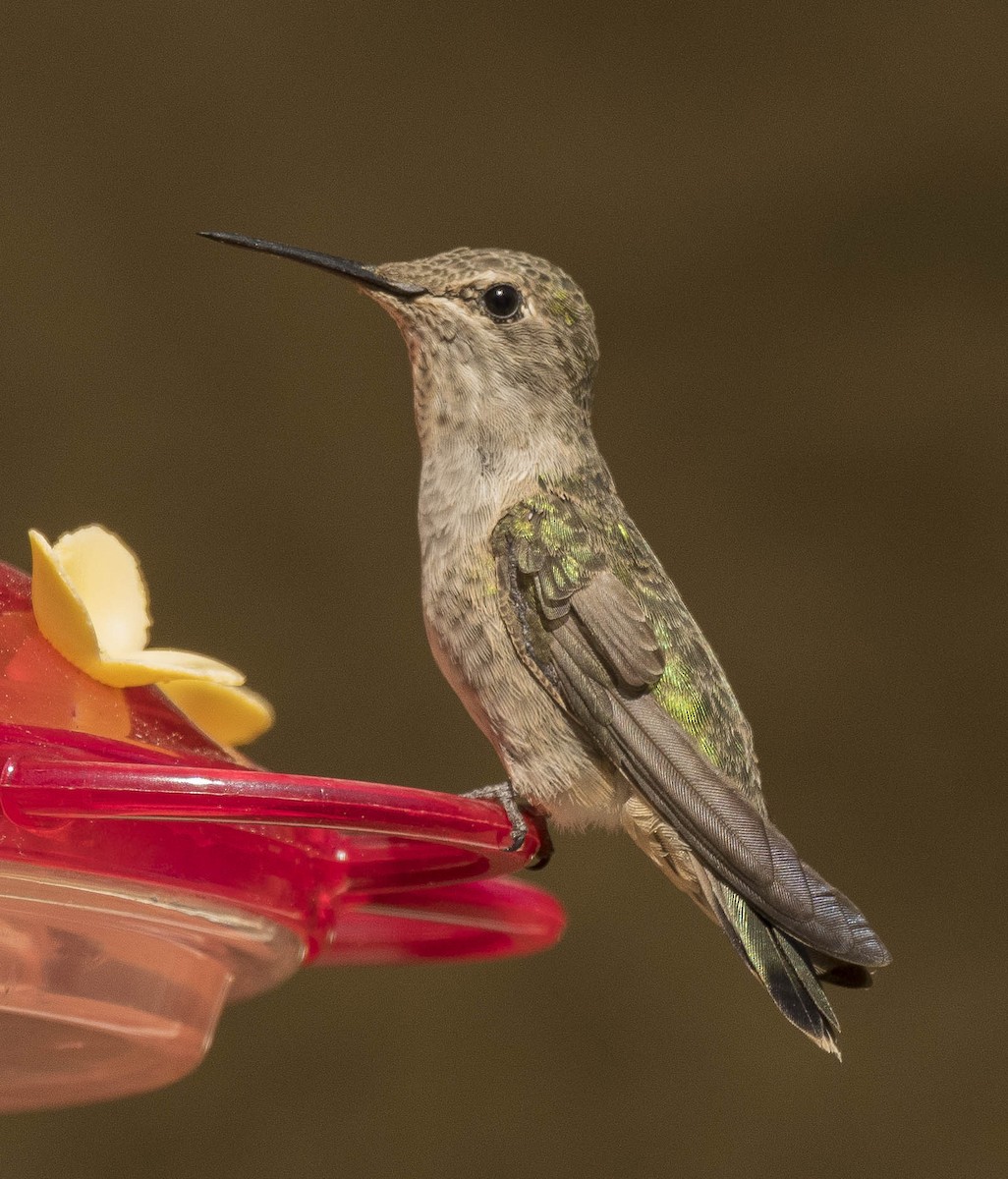 Anna's Hummingbird - ML473509011