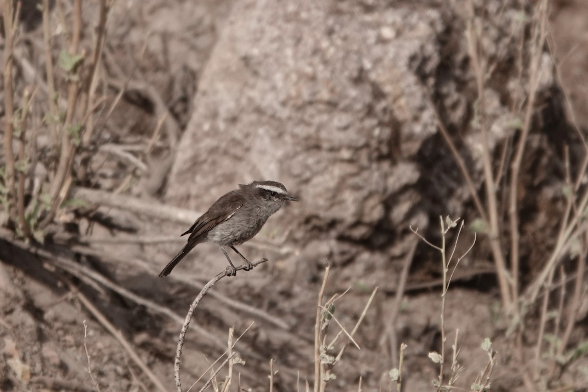 White-browed Chat-Tyrant - ML473509201