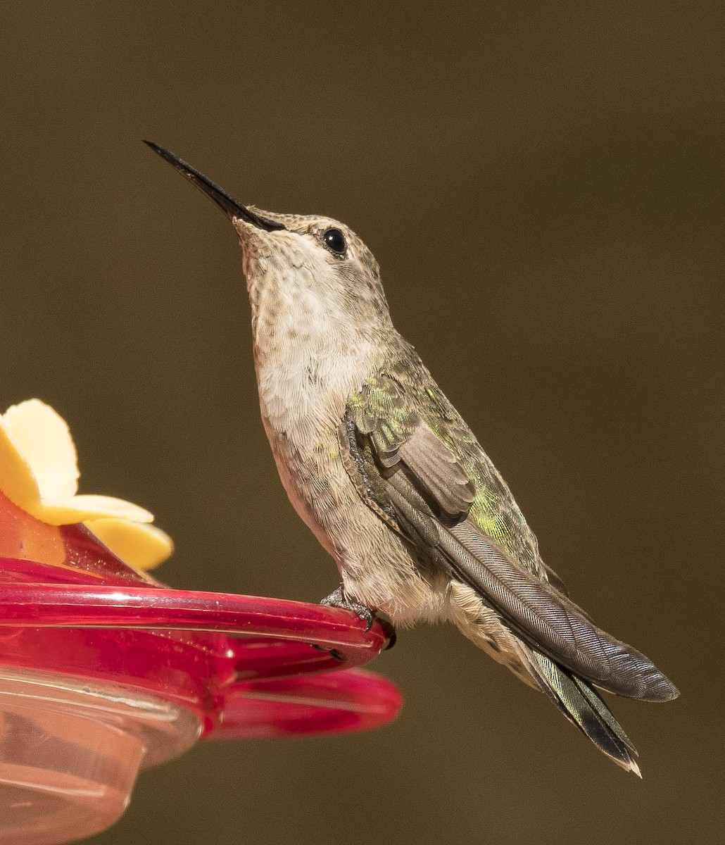 Anna's Hummingbird - ML473510001