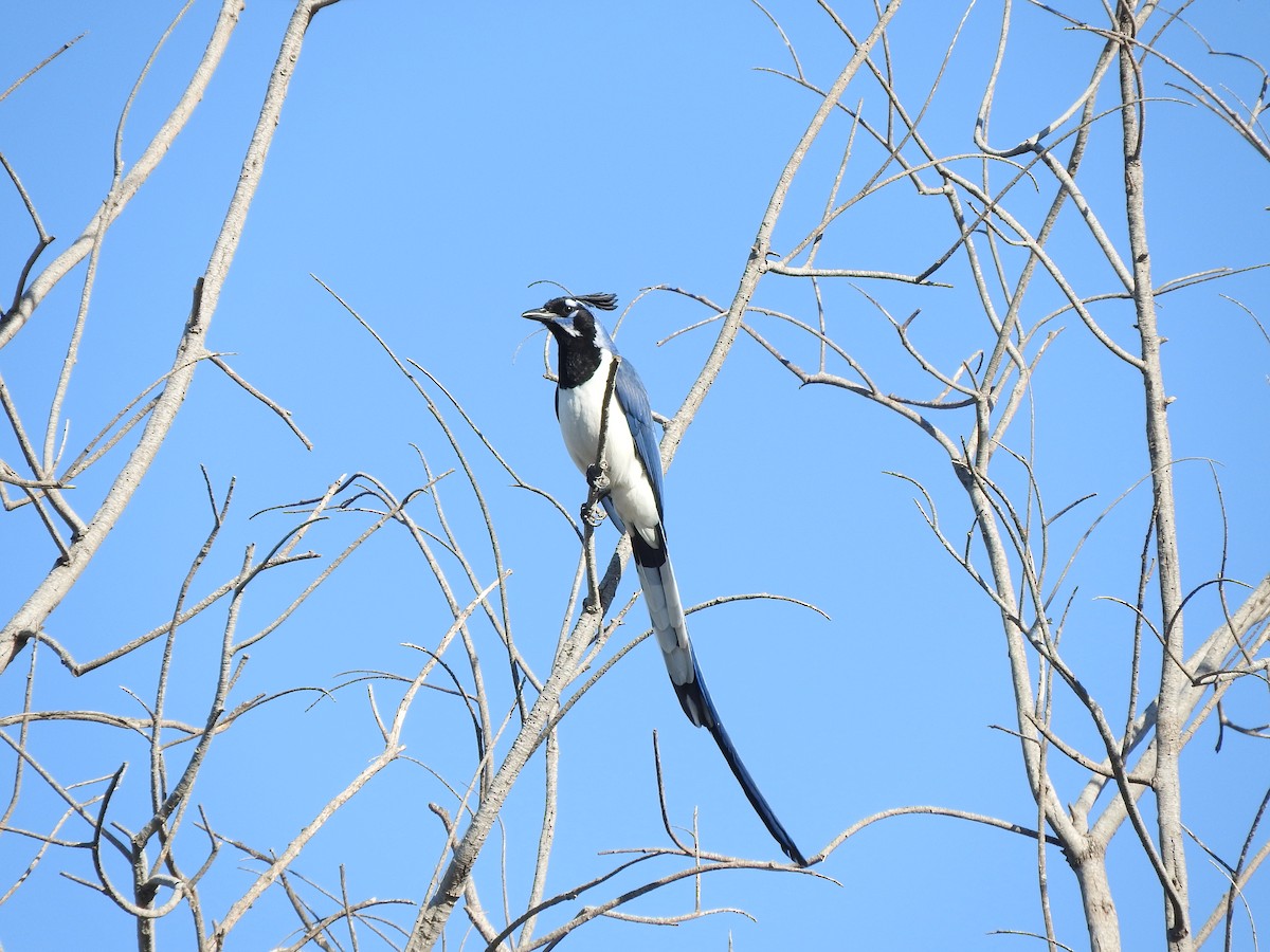 Black-throated Magpie-Jay - Sam S