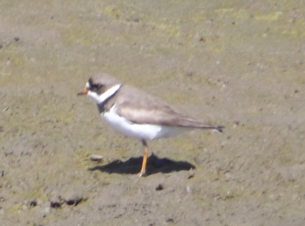 Semipalmated Plover - ML47351611
