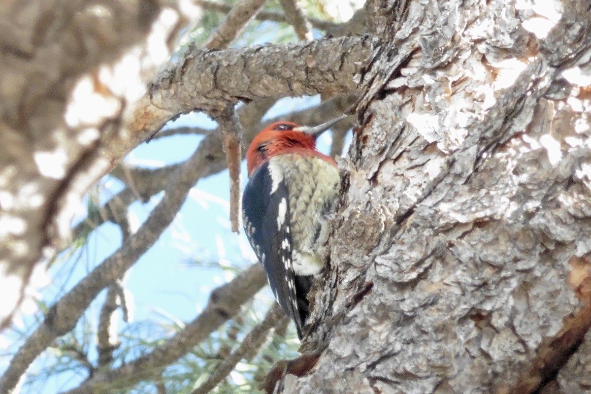 Red-breasted Sapsucker (ruber) - ML473516821