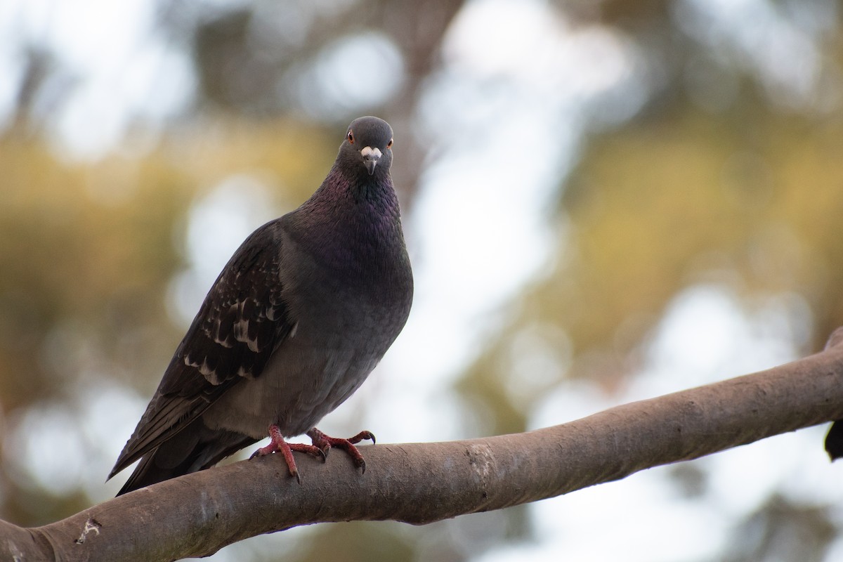 Rock Pigeon (Feral Pigeon) - ML473519071
