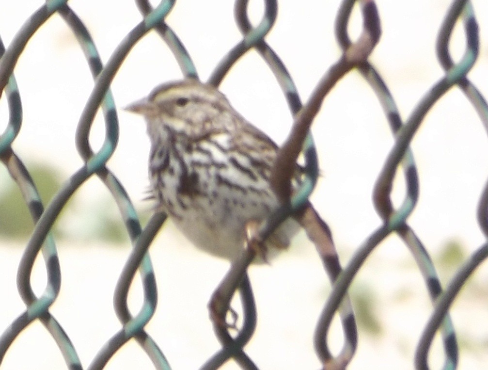 Savannah Sparrow (Belding's) - ML47351911