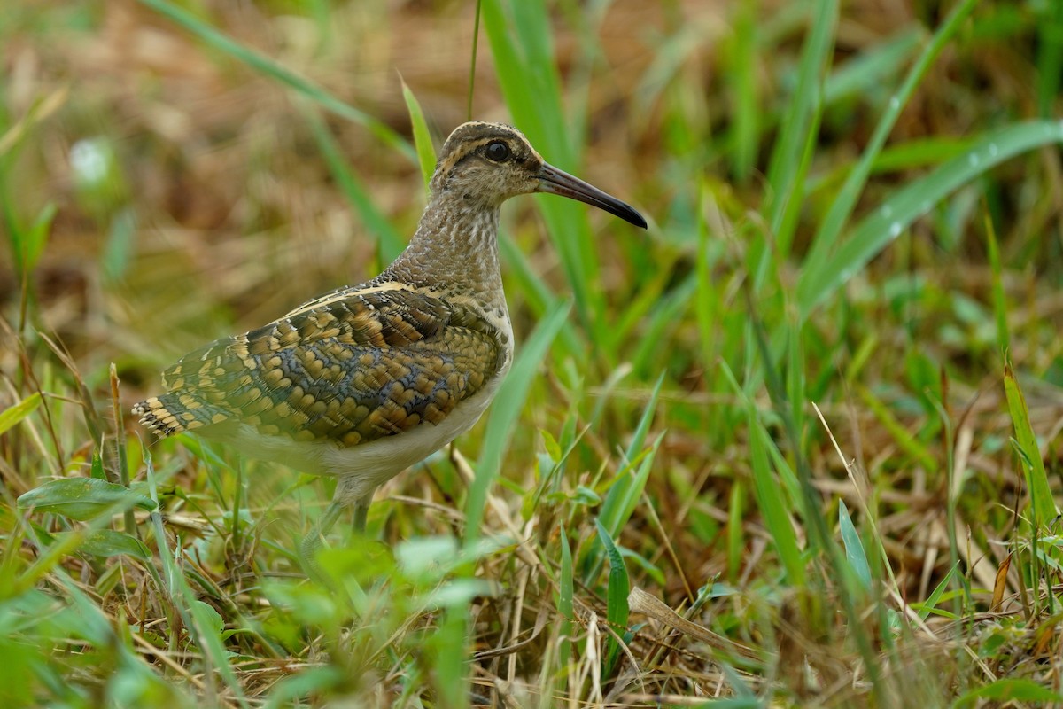 Greater Painted-Snipe - ML473523261