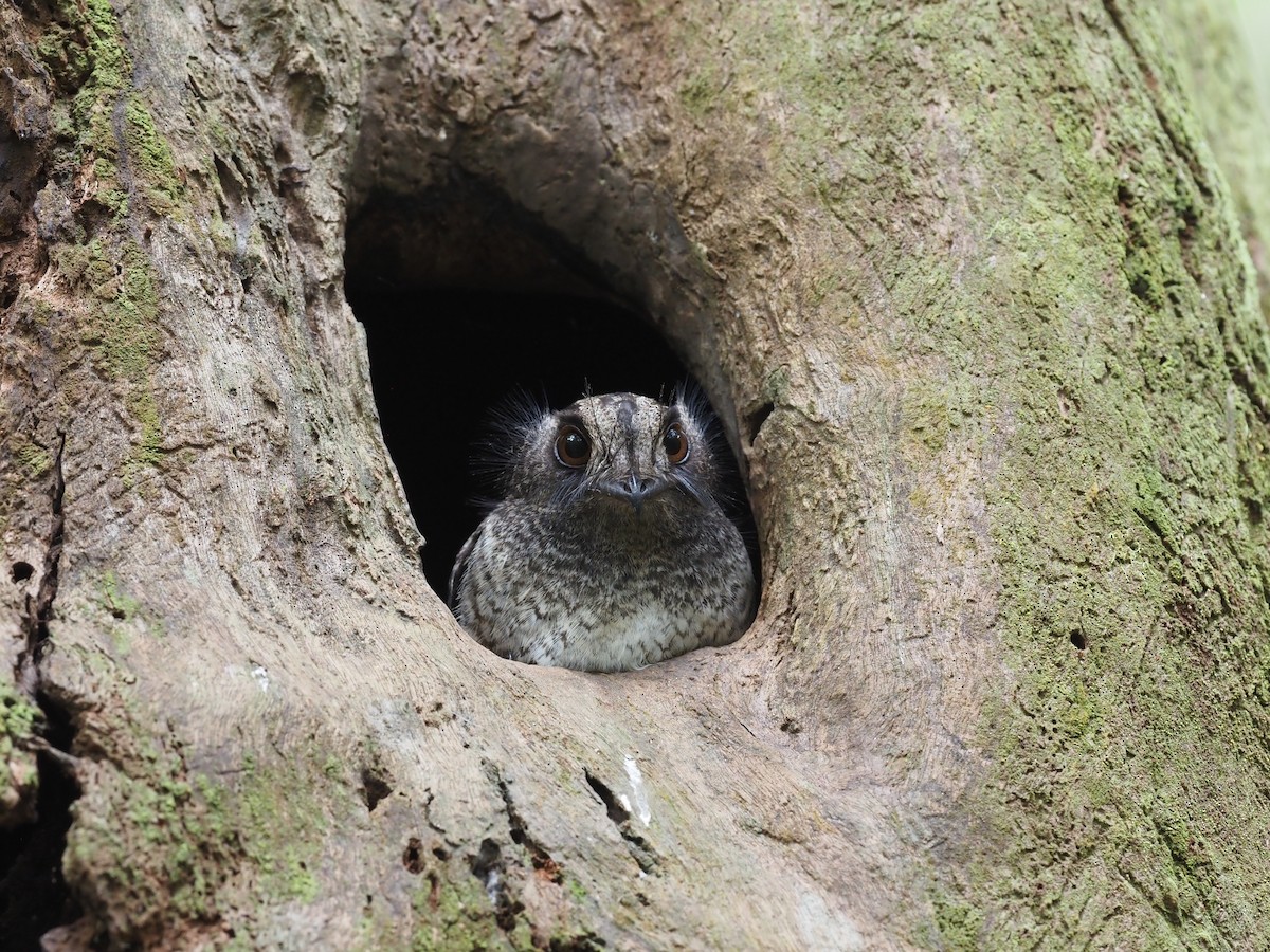 Barred Owlet-nightjar (Barred) - ML473528211