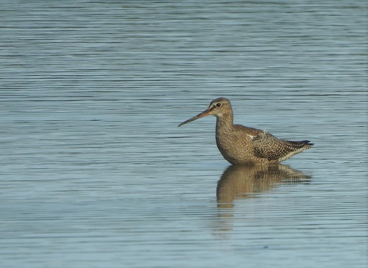 Spotted Redshank - ML473530691