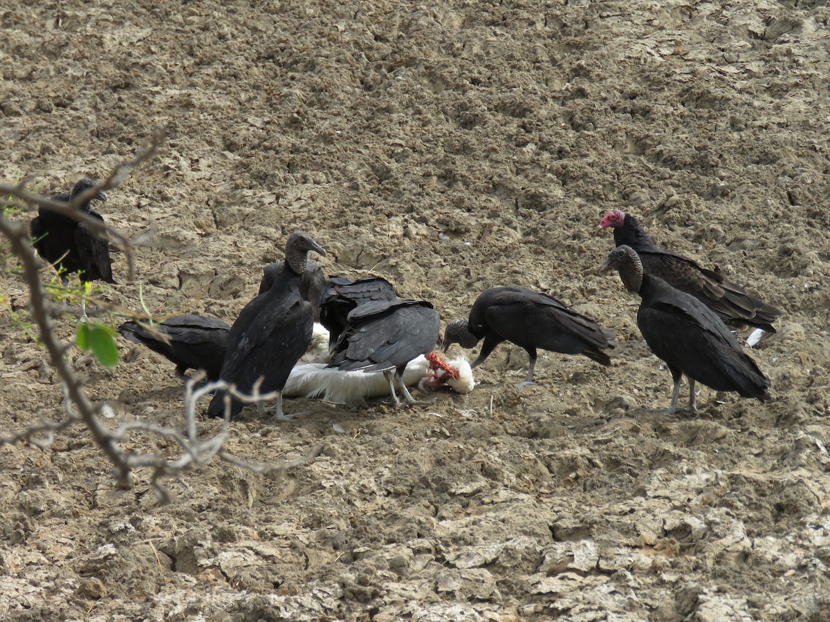 Black Vulture - ML47353331