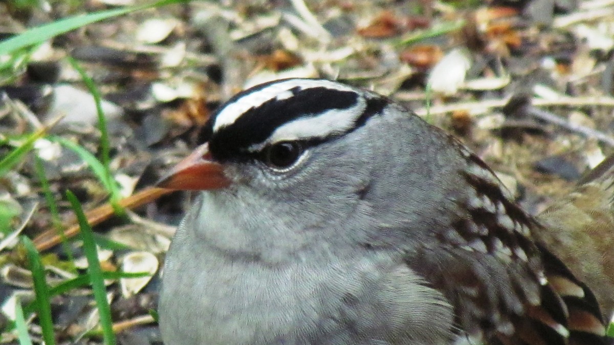 White-crowned Sparrow - ML47353371