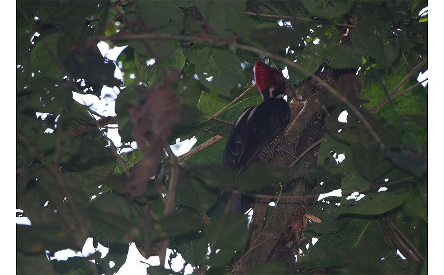 Pale-billed Woodpecker - Pam Rasmussen