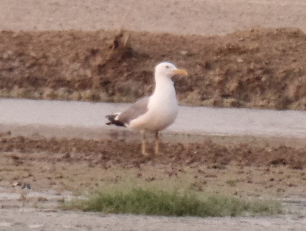 Lesser Black-backed Gull (Steppe) - ML473535911