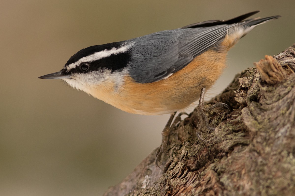 Red-breasted Nuthatch - ML47353611
