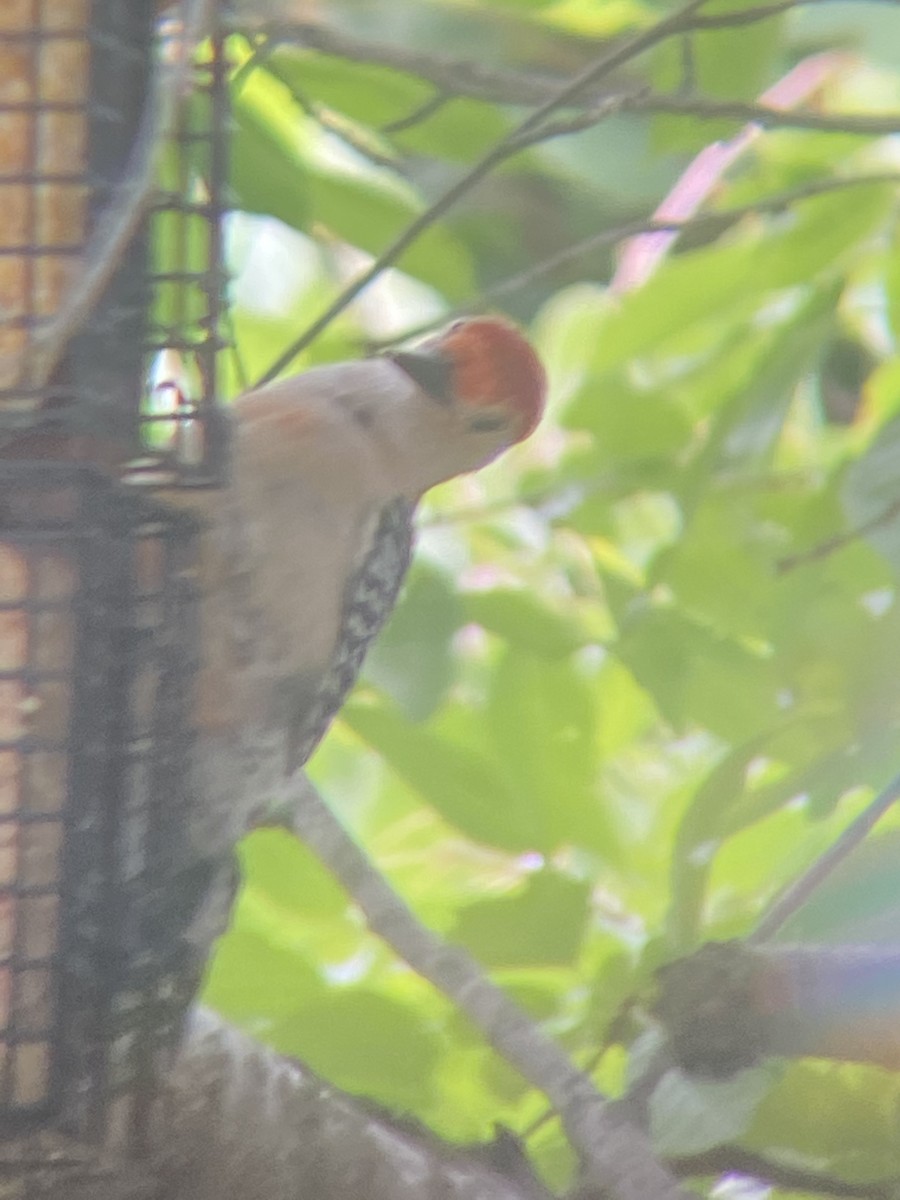 Red-bellied Woodpecker - ML473537801