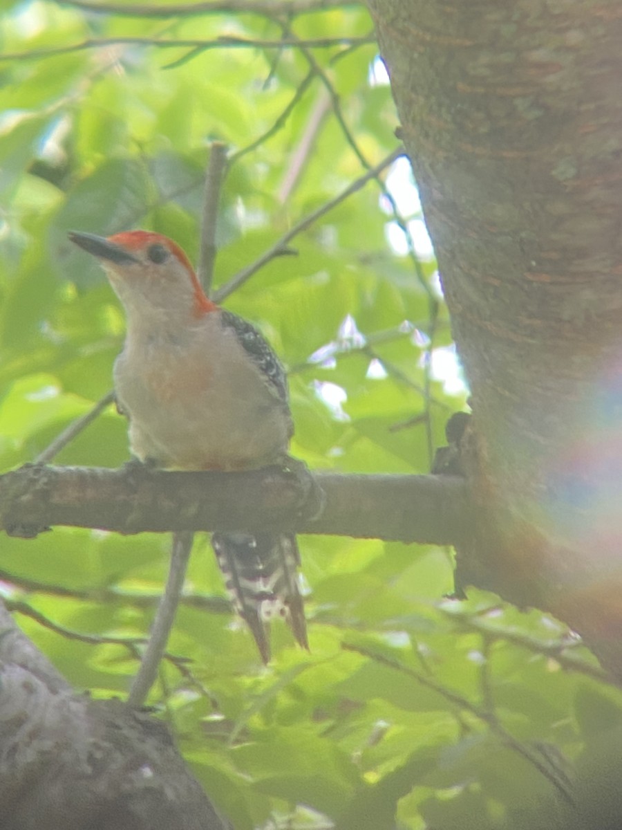 Red-bellied Woodpecker - Ryan McKee