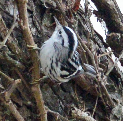 Black-and-white Warbler - ML47355281