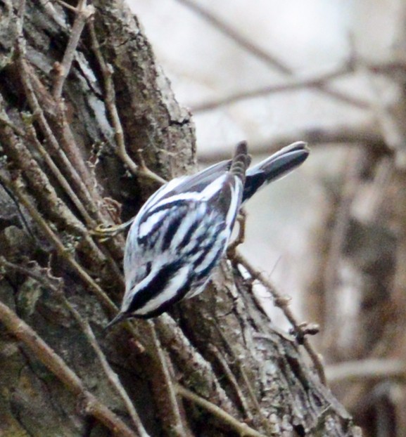 Black-and-white Warbler - ML47355291